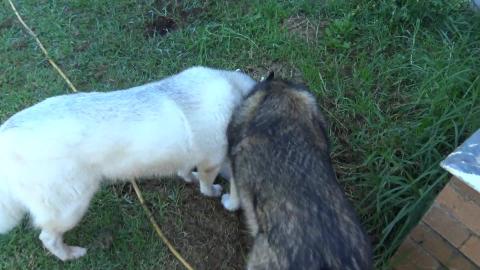 I have wolves in my pool. Husky & malamute go for paddle....