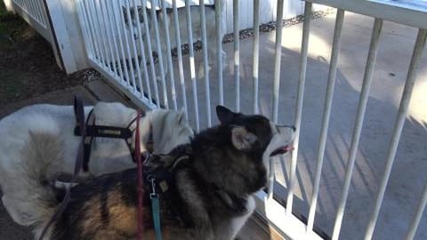 Here's Husky Mack. Good morning Boyo.