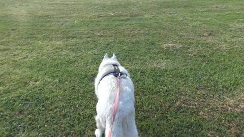 Samoyed finally meets Husky best forever friends