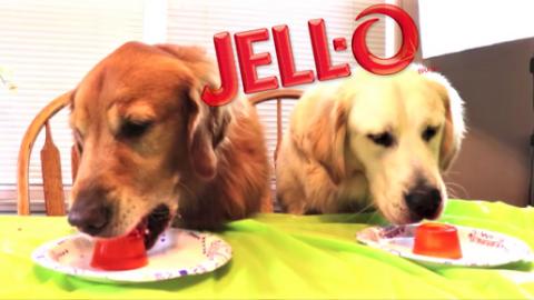 Golden Retriever Dogs Reaction To Jello Shots!