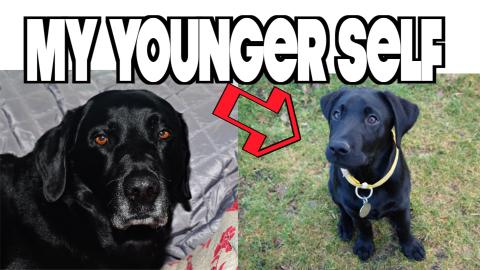 Our Dog Percy the Labrador has a Flashback to his Puppy Y...