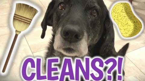 MY DOG LOVES TO CLEAN