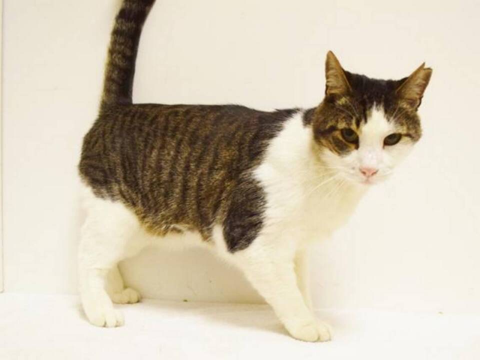 Sacramento 'Affectionate and playful' Rowdy at the Bradshaw Animal