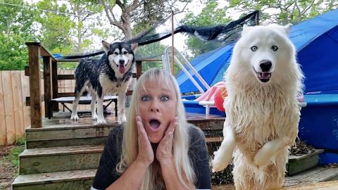 Malamute & Husky Jump In Pool Before Eating Breakfast