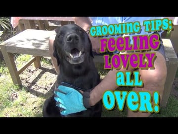 Percy the Labradors Grooming Routine