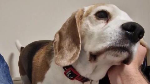 My Beagle Trained Me Well