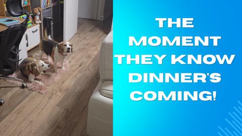 The moment they know dinner's coming! 