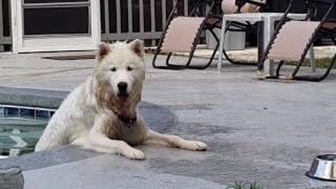Husky Stuck In Pool | Small Dog To Her Rescue