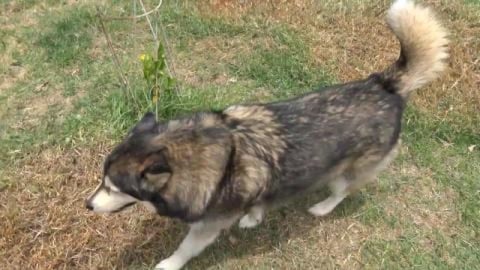 Met up with a very hyper Labrador puppy and Husky finds o...