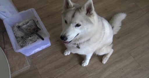 Tuna casserole, car washed & pretty butterfly