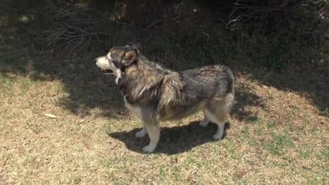We're cracking up and ice blocks, a husky life