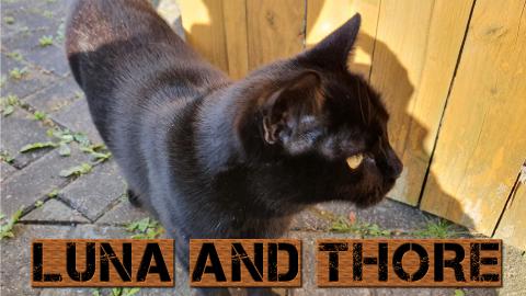 Having My Morning Coffee With Luna Outside