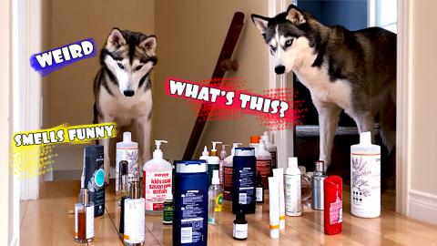 Huskies Attempt The Tip-Toe Challenge | Funny Dogs Video