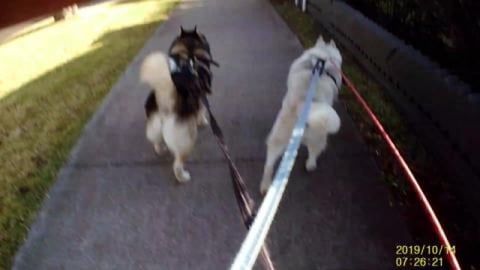 The race to the park too see Golden Retriever. Husky & Ma...