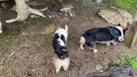 The breeder we got Bentley from had a party for all their...