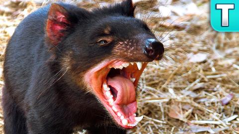 Why the Tasmanian Devil is So Important to Australia | Wo...