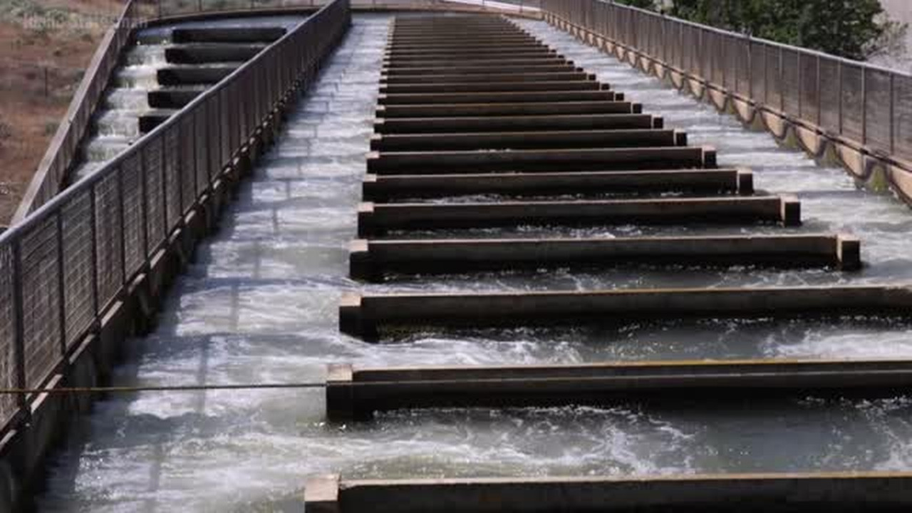 Salmon runs continue to decline. Can research save chinook? Idaho