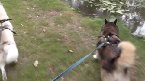 Wolf's choice of walking spots today to the two ponds