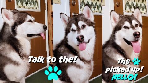 Mad Malamute Ignores Me Until I Say This Word | Funny Sub...