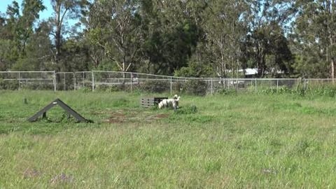 Malamute & Husky at dog park & a train came through