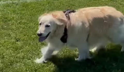 My morning walk with Lola at Jurassic Park 