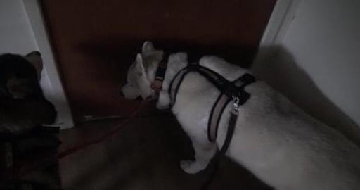 Lots of good smells & friends to see on todays walk