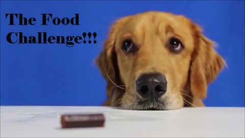 Funny Talking Golden Retrieve Dog Does The Food Challenge...