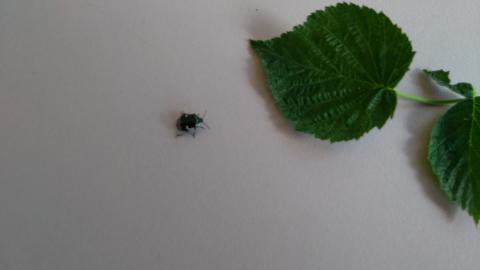 ladybugs (dark male) HD