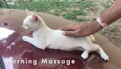 My Timmy Cat's daily routines - Morning to night {Part-16...