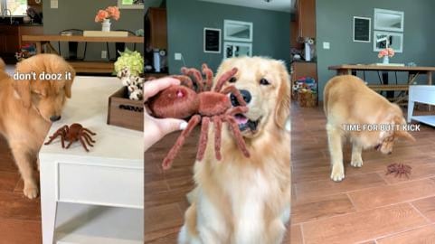 My Dog Reacts to Giant Spider