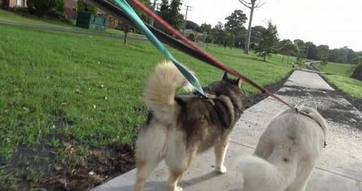 Mosquitoes are out to get us, found sick cockatoo & bounc...