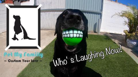 Percy The Labrador and the Smiley Ball MyPetFamily