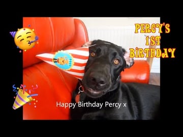 Percy the Labradors 1st Birthday