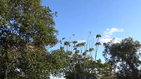 Silly Galah friend and Malamute & Husky walkies