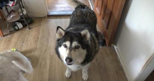 Opening Wolf's presents