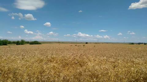Wheat field !