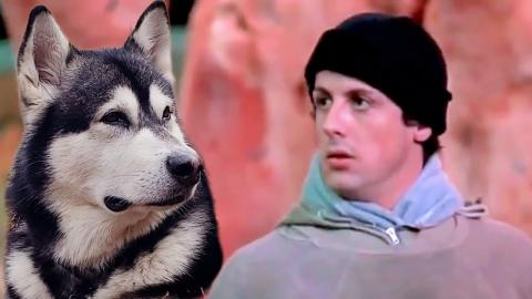 Malamute Impersonates Rocky Balboa