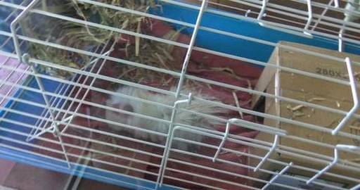 Guinea pigs outdoor supervised by gentle Malamute