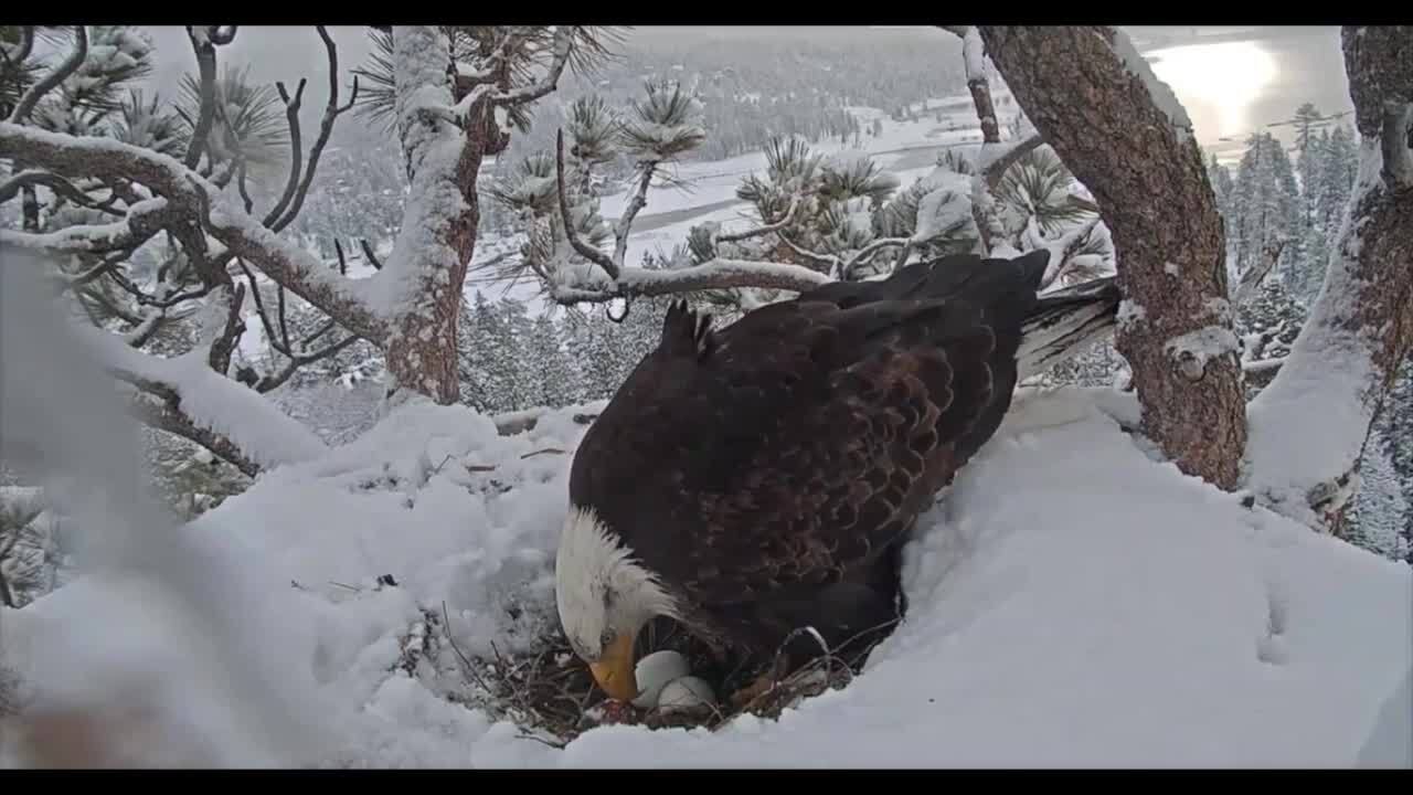 Big Bear bald eagle lays first egg of 2023 – San Bernardino Sun