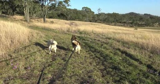 Husky's go Hike Hike Hike & chase kangaroos