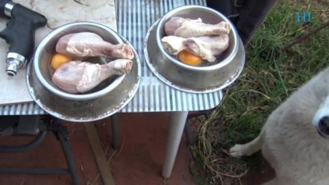 Husky & Malamute working out if the chicken or the egg ca...