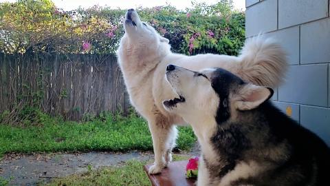 Chilly Morning Howls | Singing Good Morning Vlog