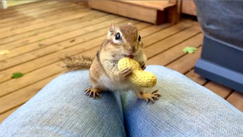 Steve is Eating with us Now / The New Adventures of the C...