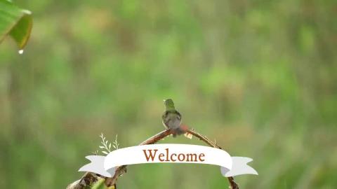 Relaxing sound for stress relief nature's melody, instrum...