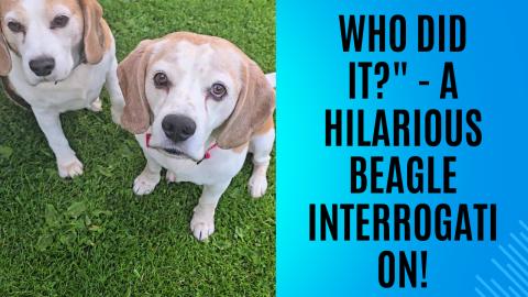 Who Did It?" - A Hilarious Beagle Interrogation!