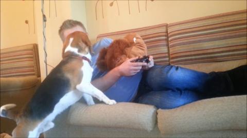 4  Beagle dog ways to make you stop playing video games