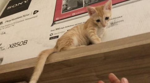 Gify & Tedy : Both are stubborn kittens !! Watch WHY !!
