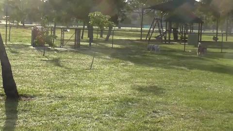 Happy walkies Malamute & Husky & ducks