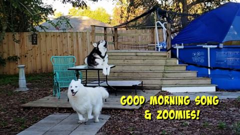 Malamute & Husky Singing