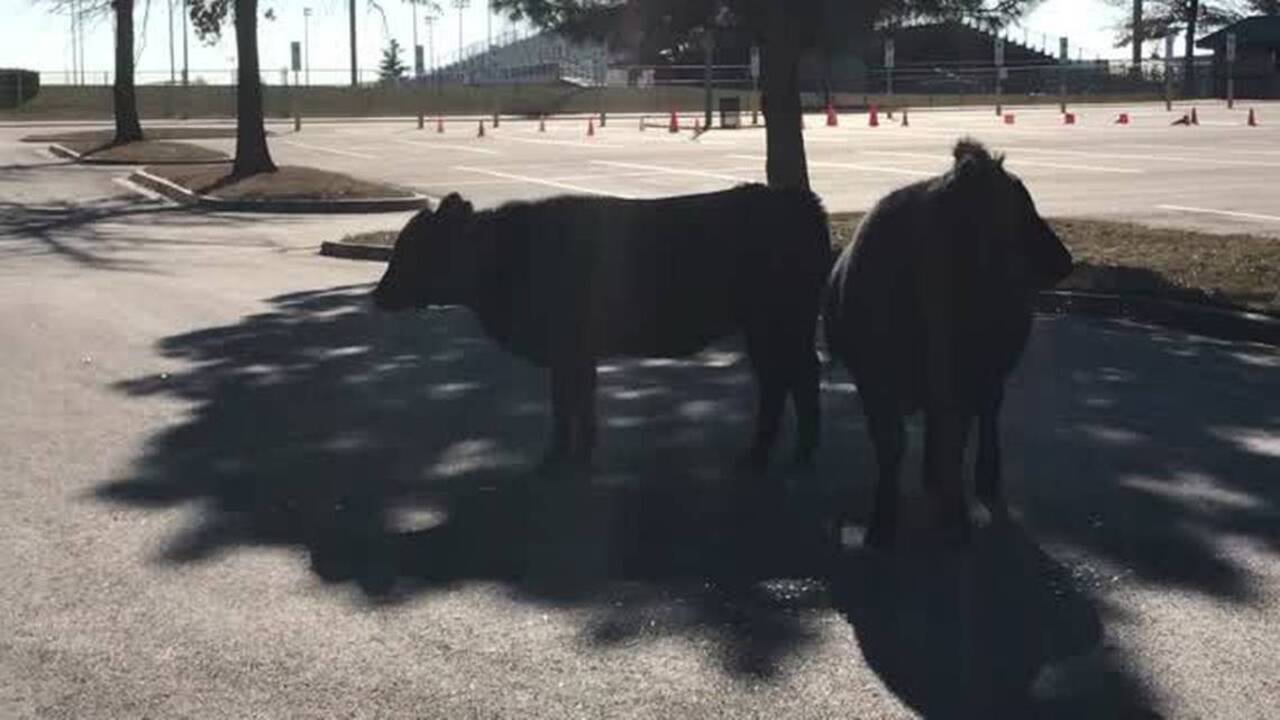 two-rogue-cows-corralled-in-the-parking-lot-of-the-olathe-district